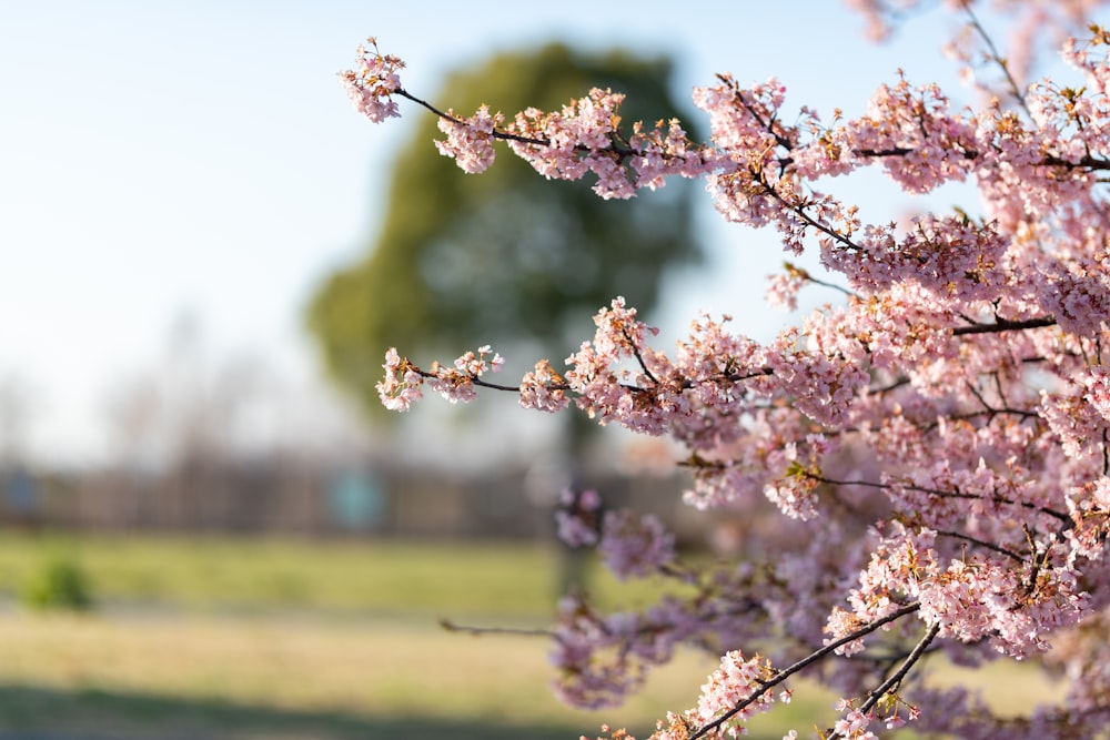 un arbre avec des fleurs roses dans un parc