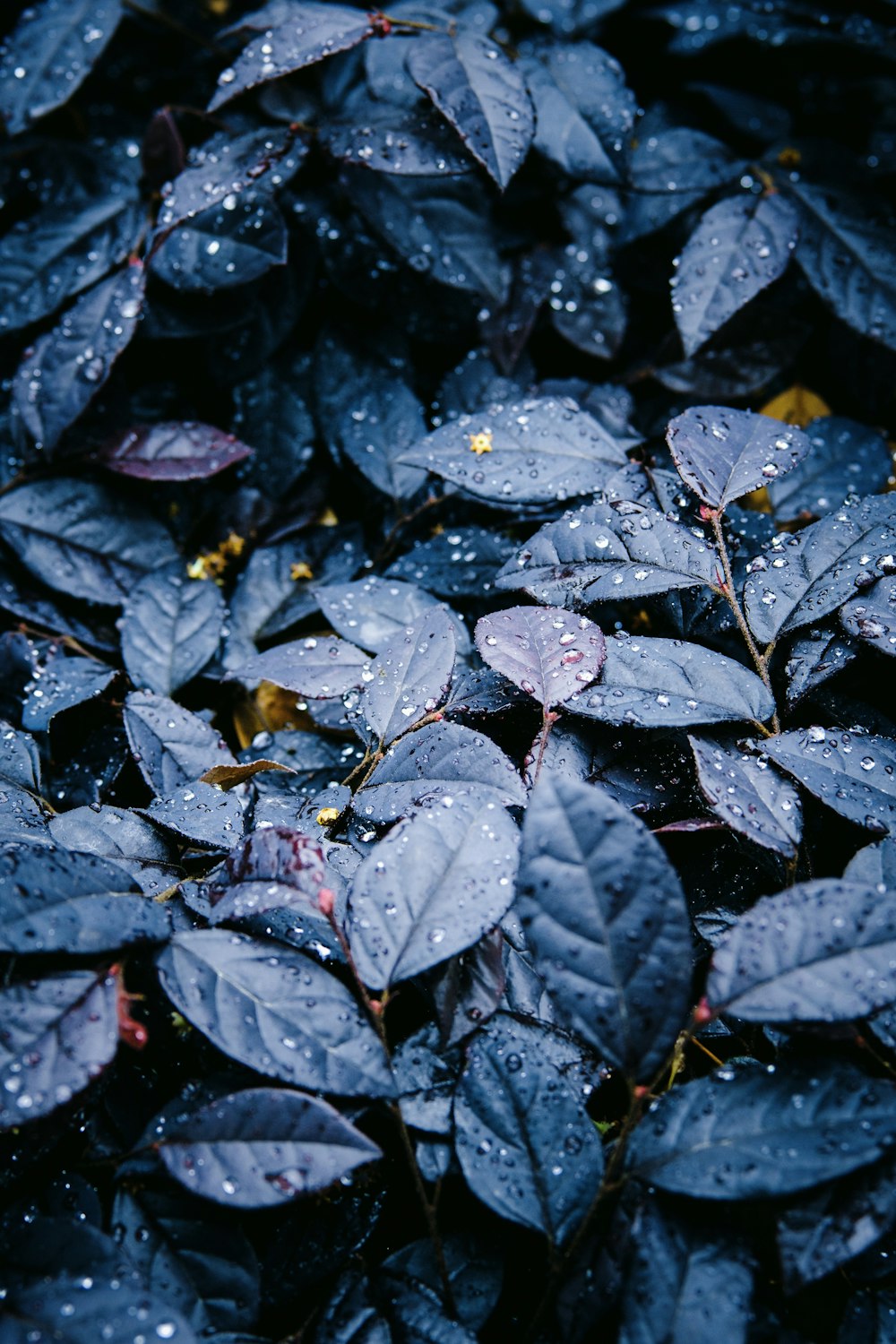 a bunch of leaves with water droplets on them
