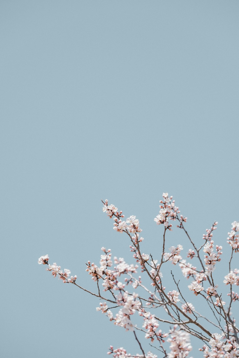 a bird sitting on top of a tree branch