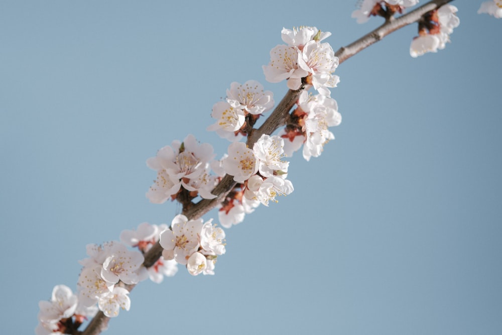 une branche aux fleurs blanches sur fond de ciel bleu