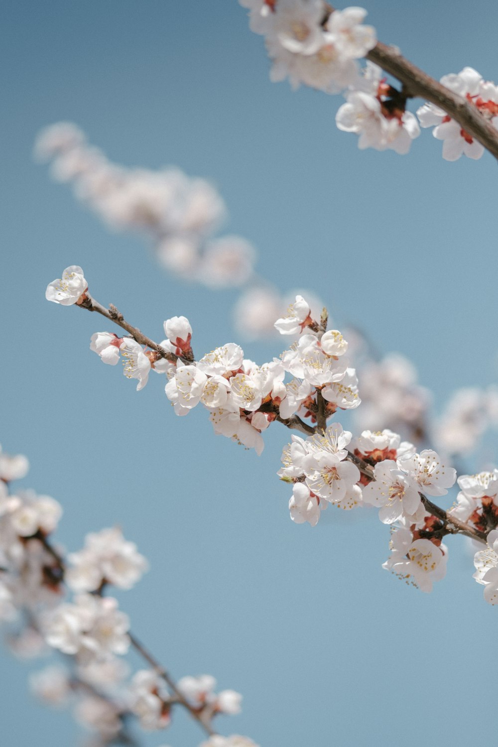 a branch of a tree with white flowers