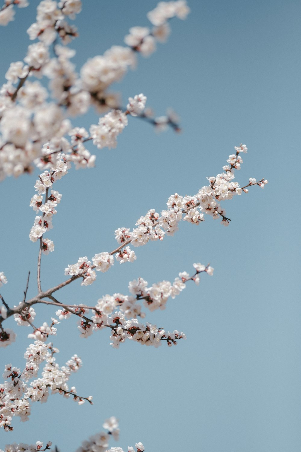 a bird is sitting on a branch of a tree