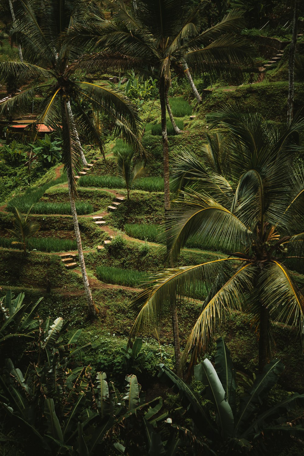 a lush green forest filled with lots of trees