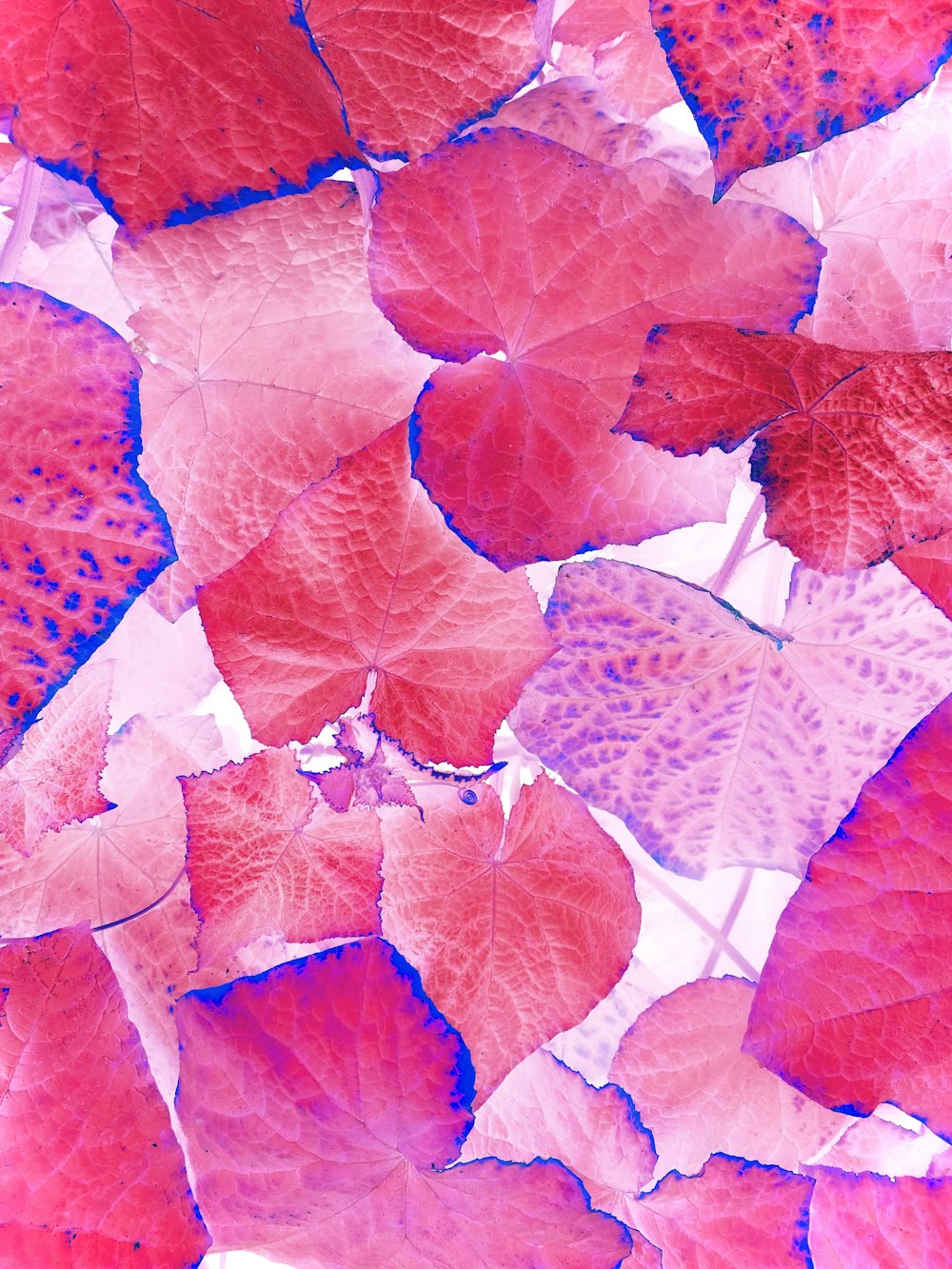 a bunch of pink and red leaves on a white background