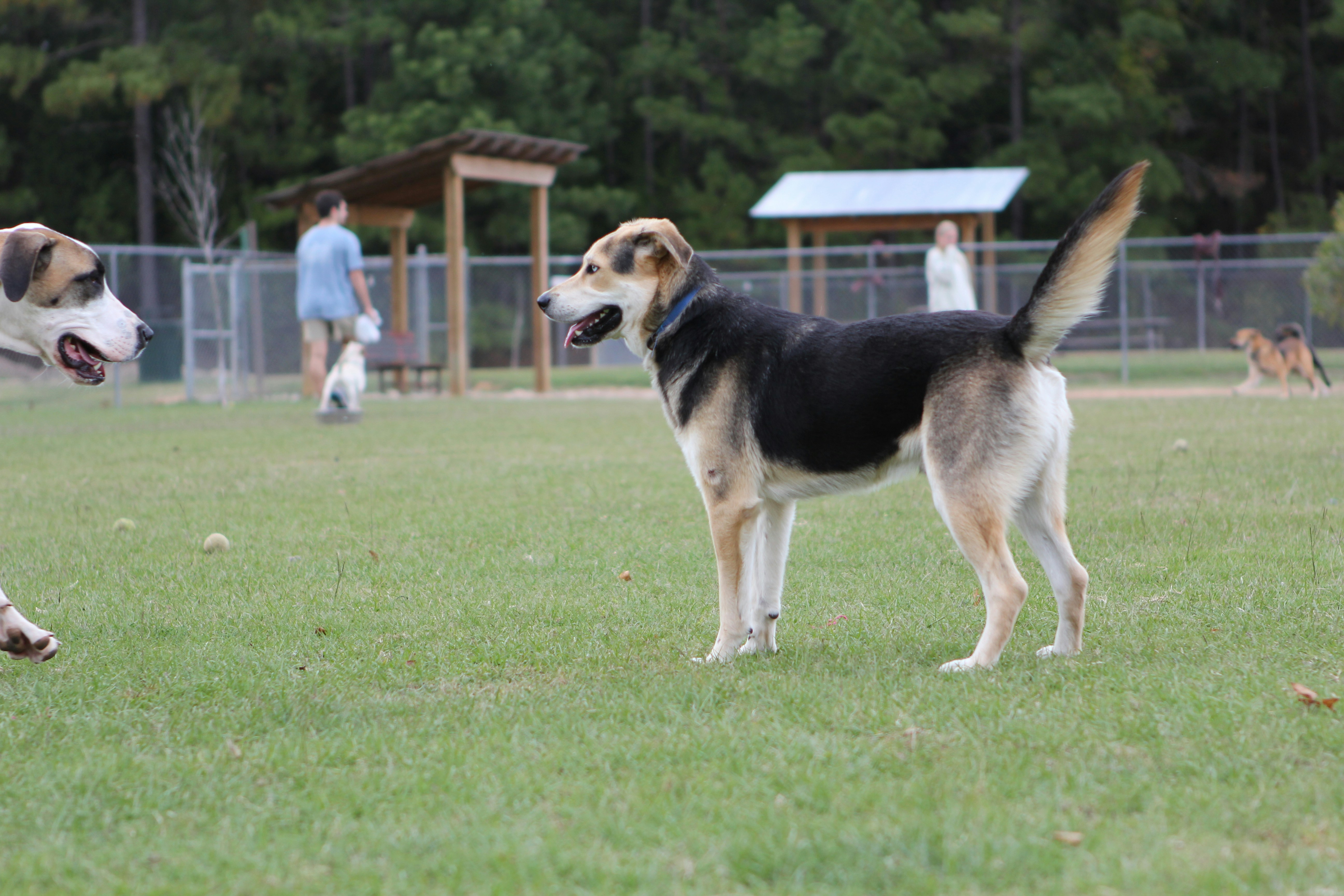 Gray's Road Dog Park
