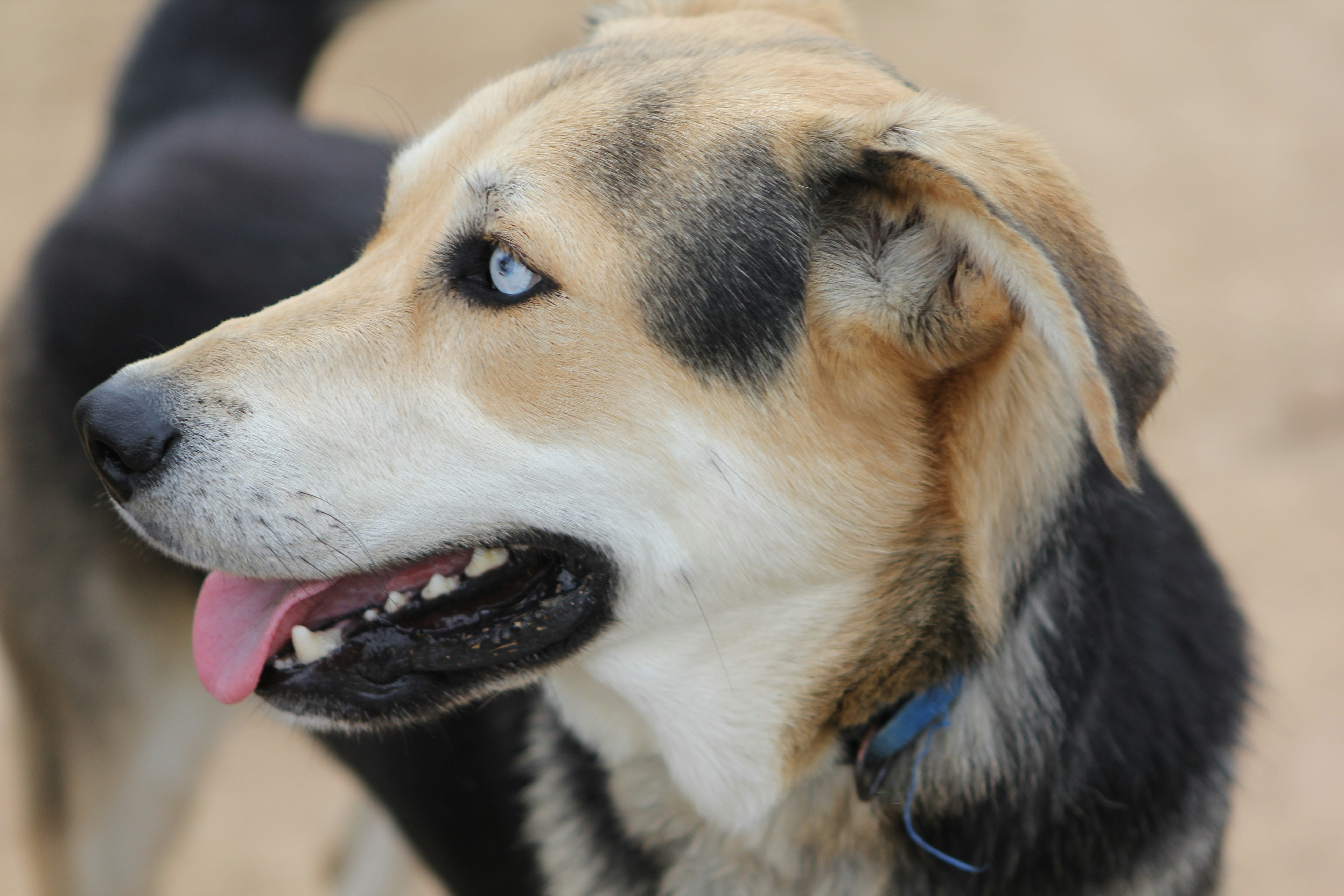 a close up of a dog with its tongue out