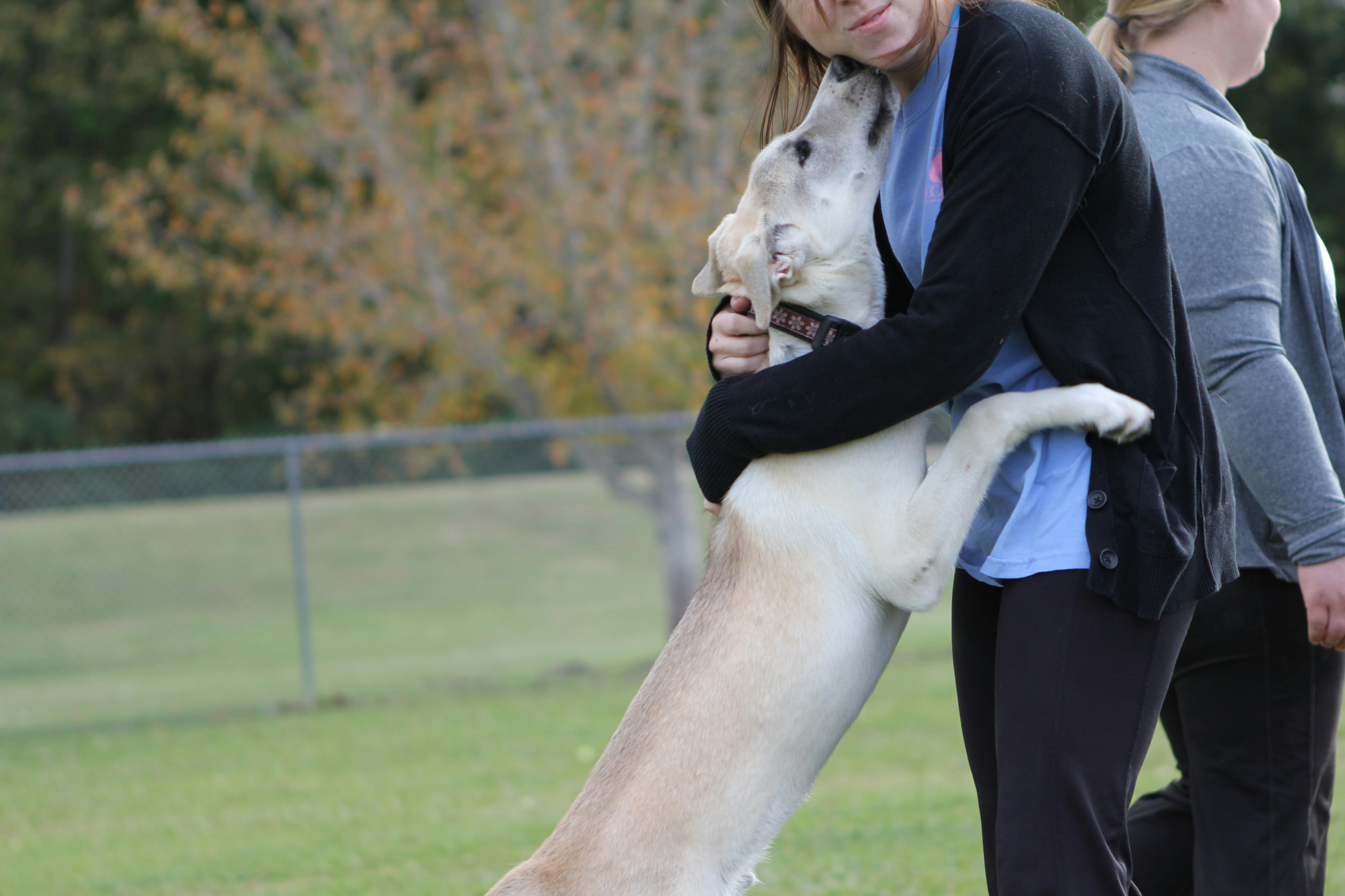 a group dog training class