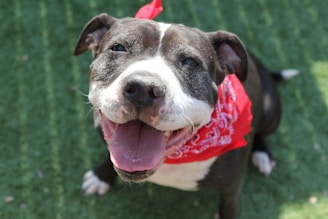 a close up of a dog wearing a bandana