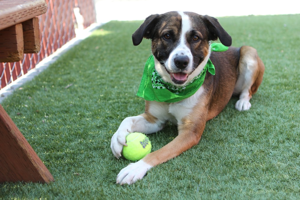 a dog laying in the grass with a tennis ball