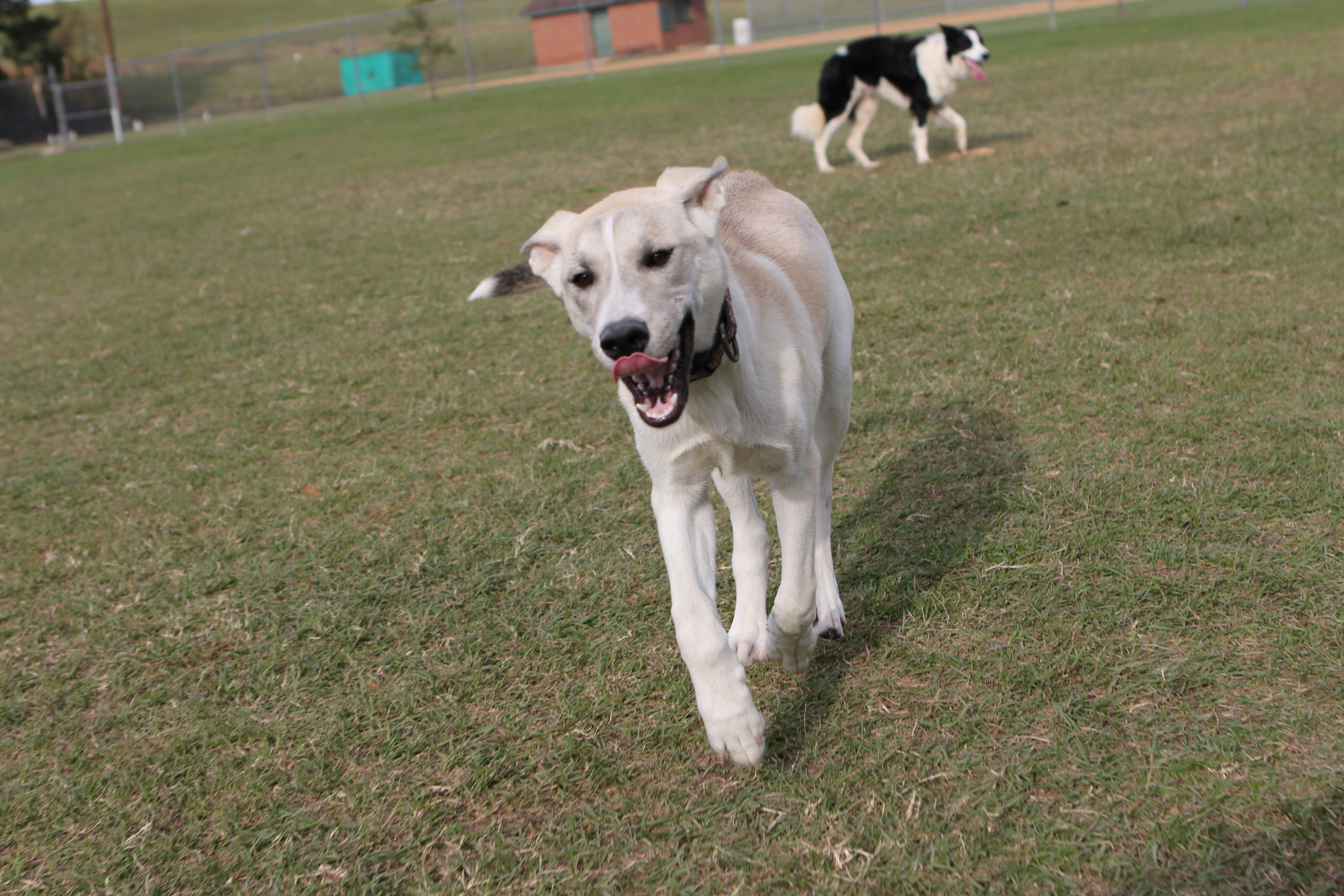Centennial Pool Dog Park