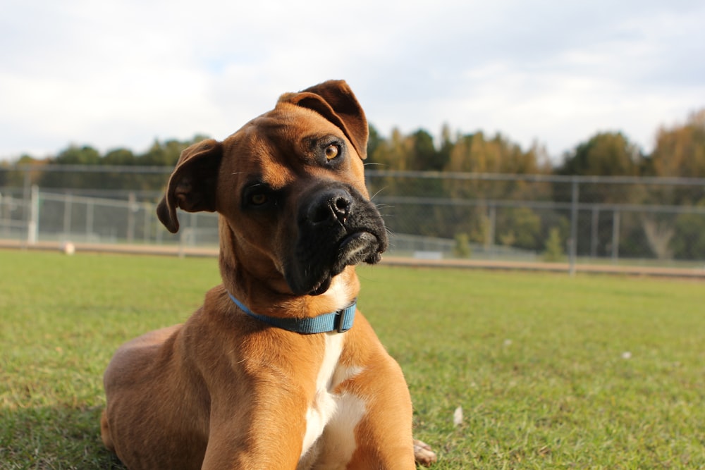 a brown and white dog sitting on top of a lush green field