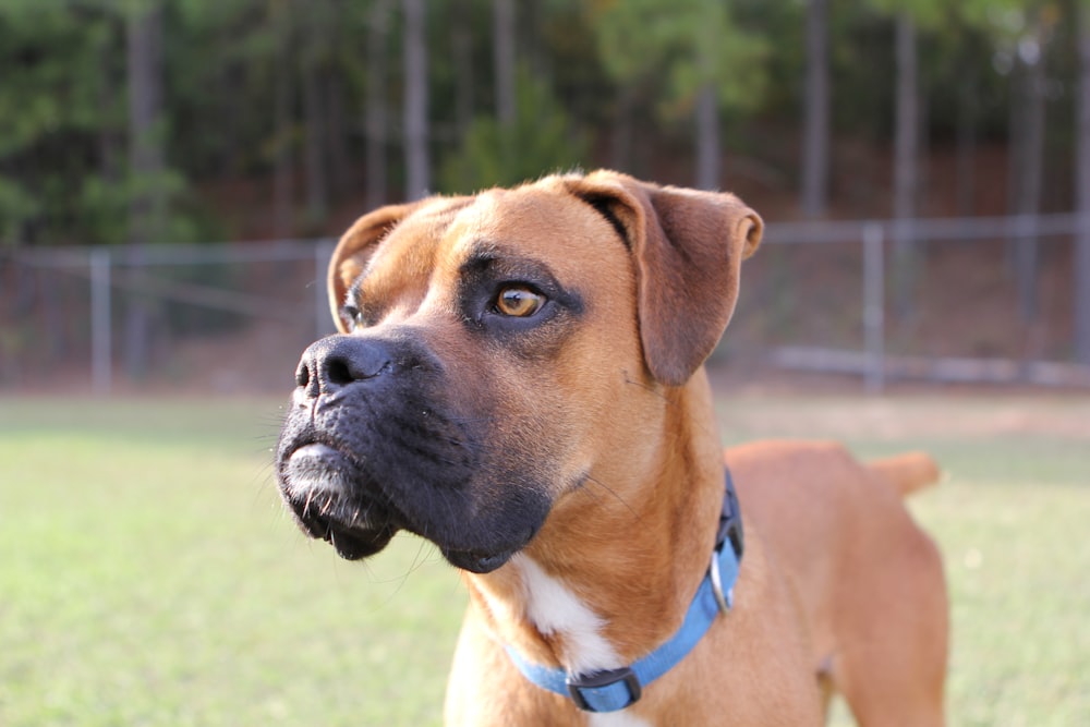 a large brown dog standing on top of a lush green field