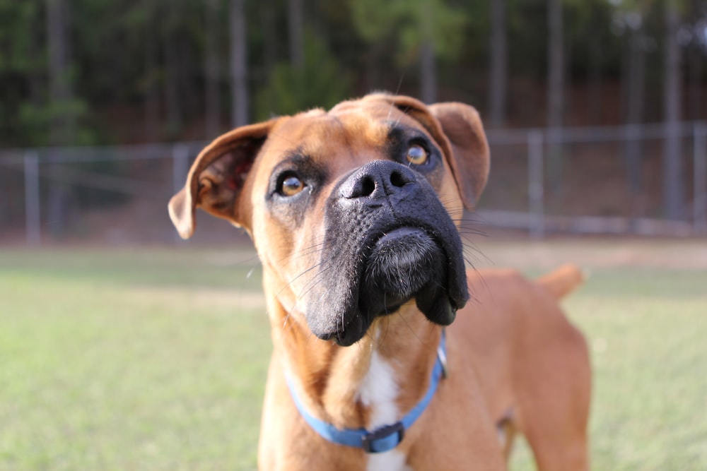 a brown dog standing on top of a lush green field