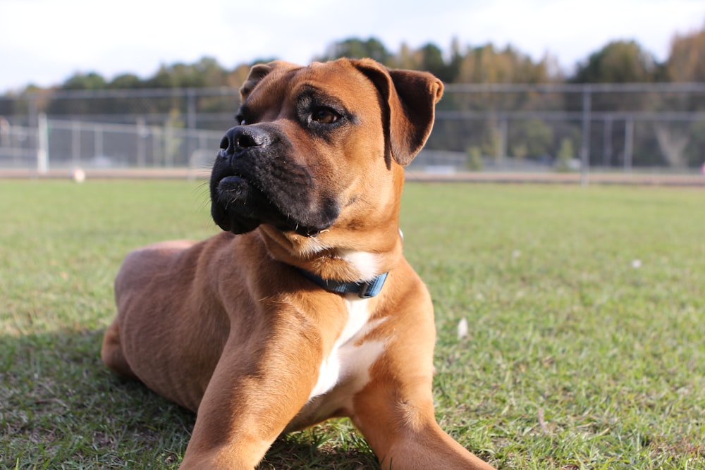 a brown and white dog laying on top of a lush green field