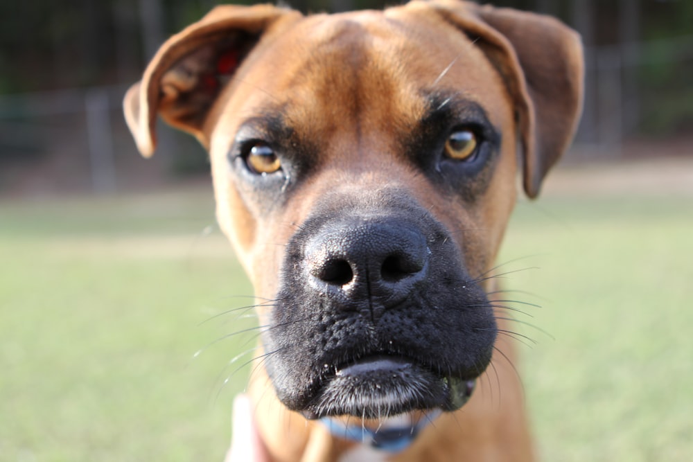 a close up of a dog's face in a field