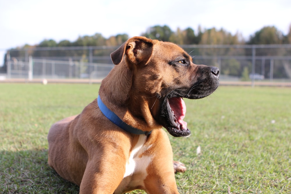 a large brown dog laying on top of a lush green field