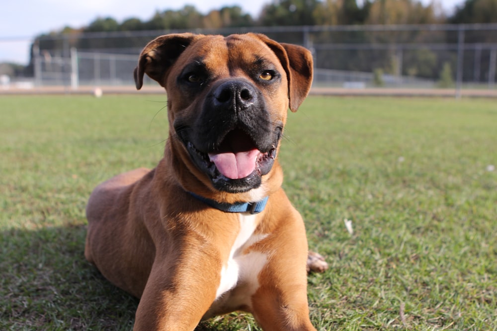 a brown and white dog laying on top of a lush green field