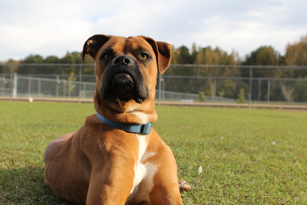 a brown and white dog sitting on top of a lush green field