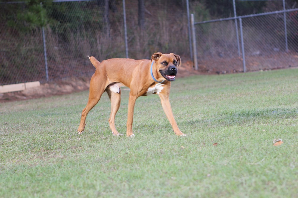 a brown dog standing on top of a lush green field