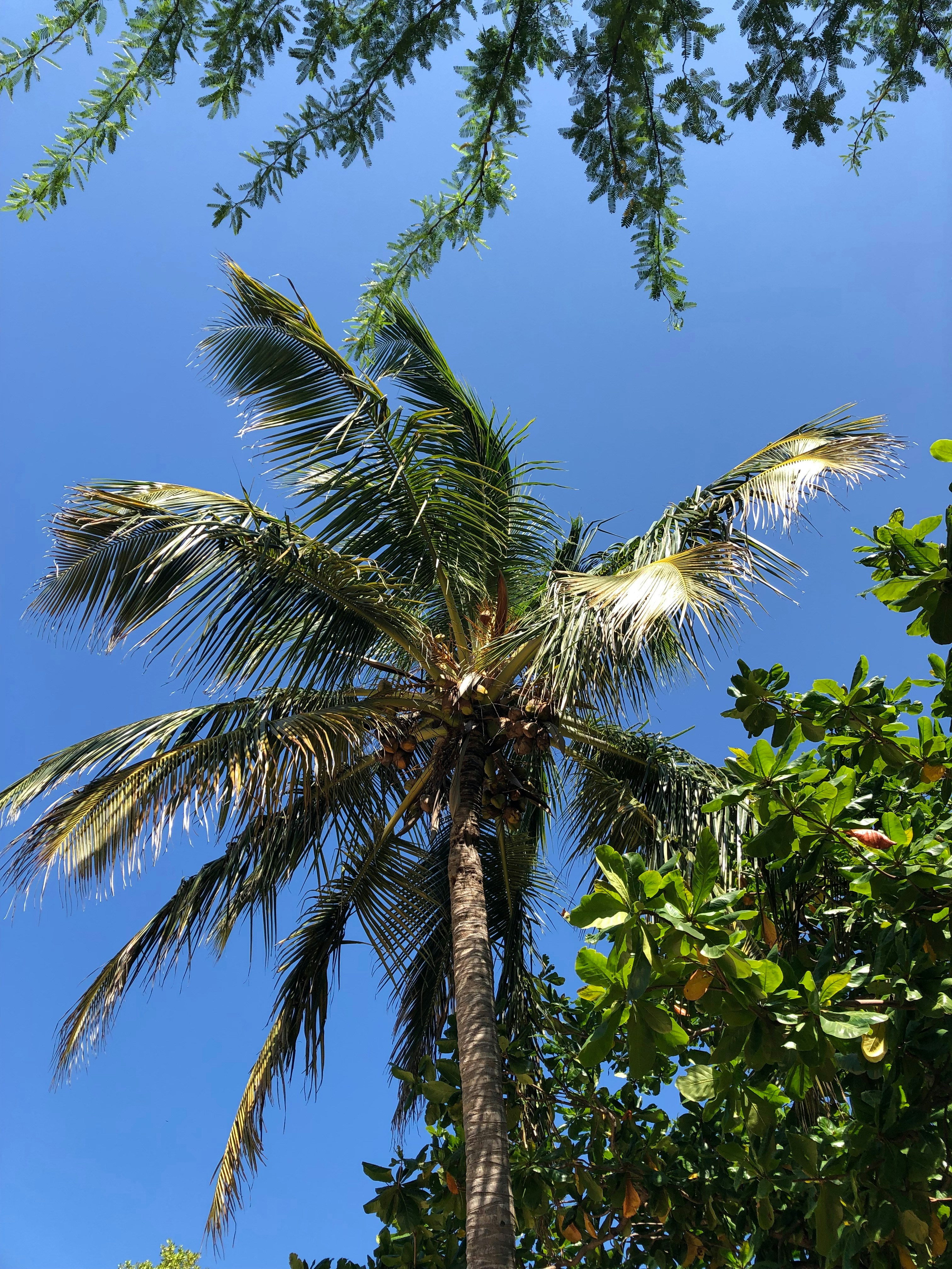 a palm tree with a blue sky in the background