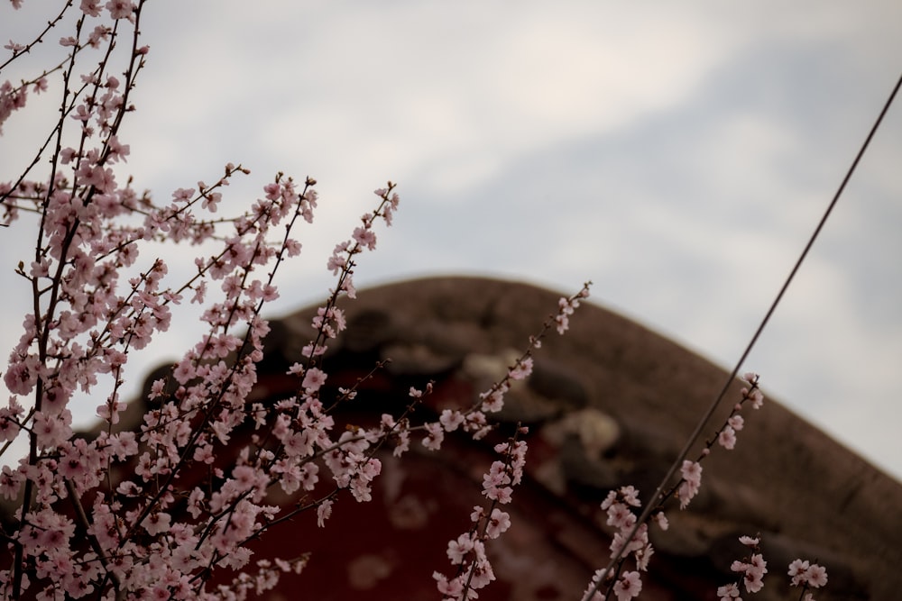 a tree with pink flowers in front of a building