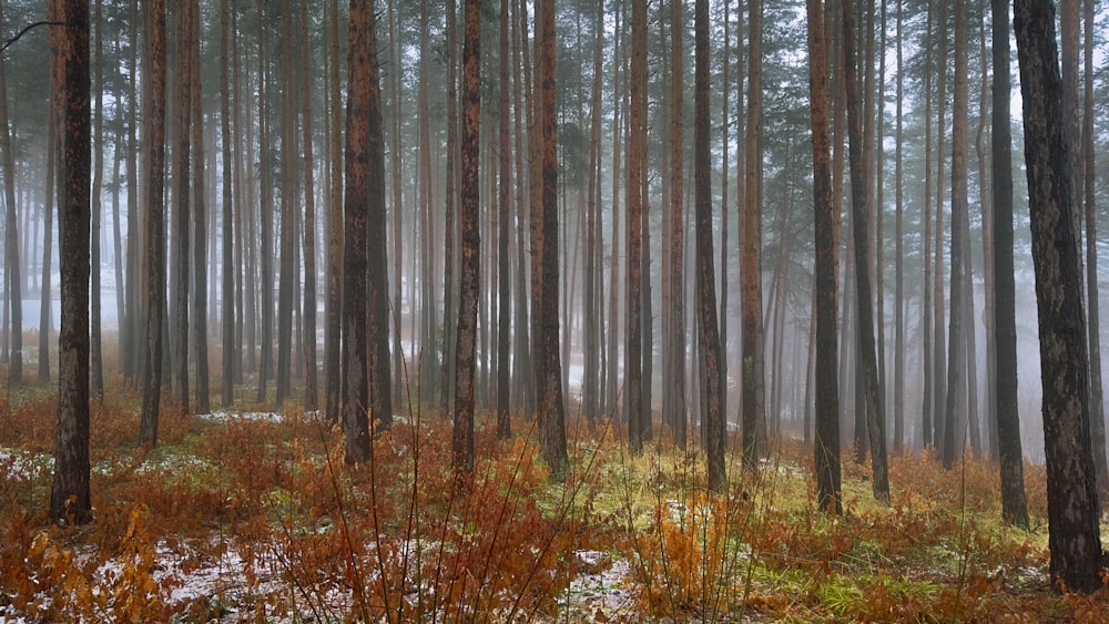 Un bosque lleno de muchos árboles altos