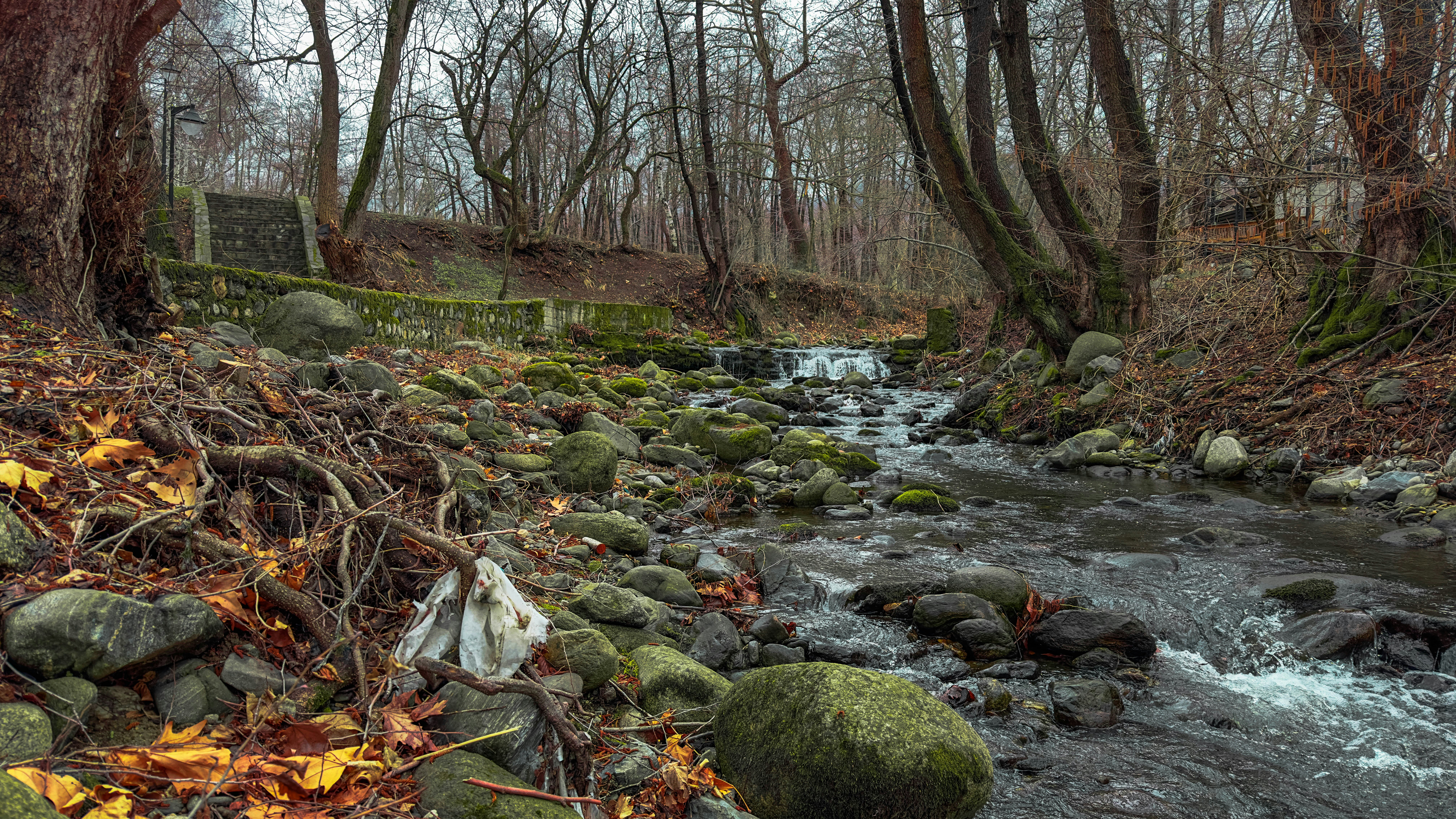 a stream running through a forest filled with lots of trees