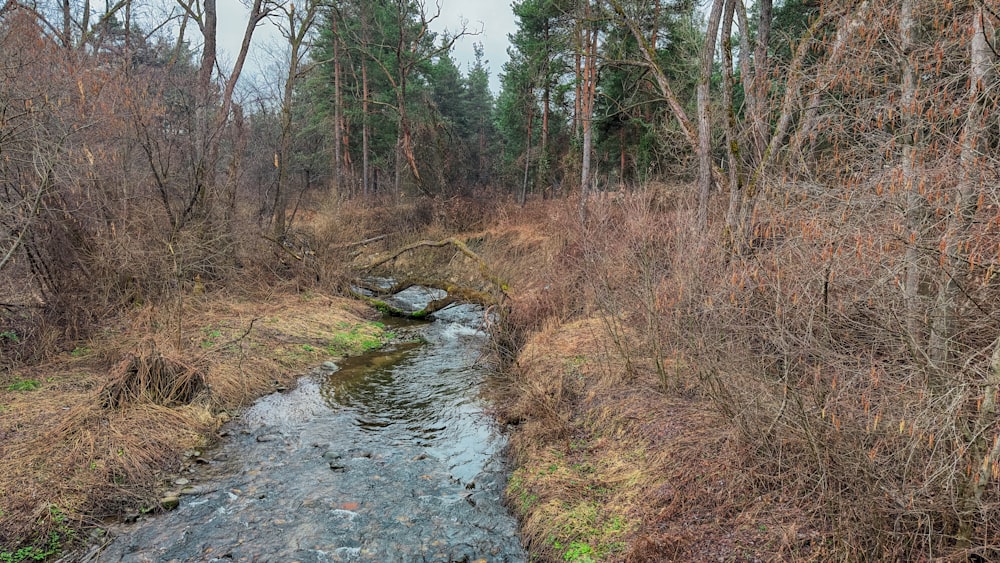 un arroyo que corre a través de un bosque lleno de muchos árboles