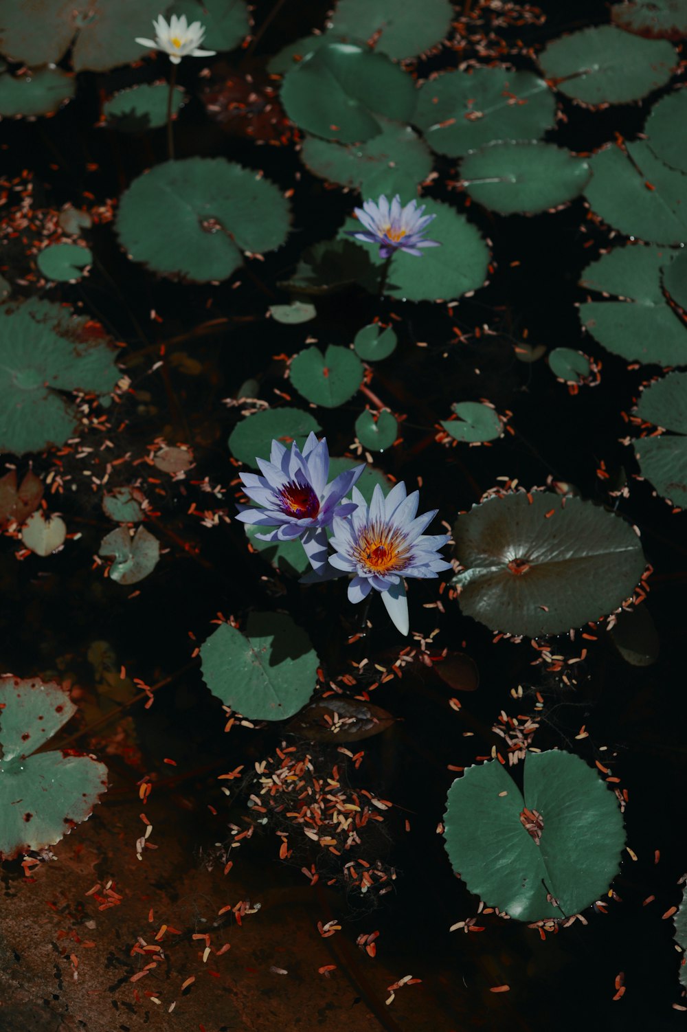 two water lilies floating on top of a body of water