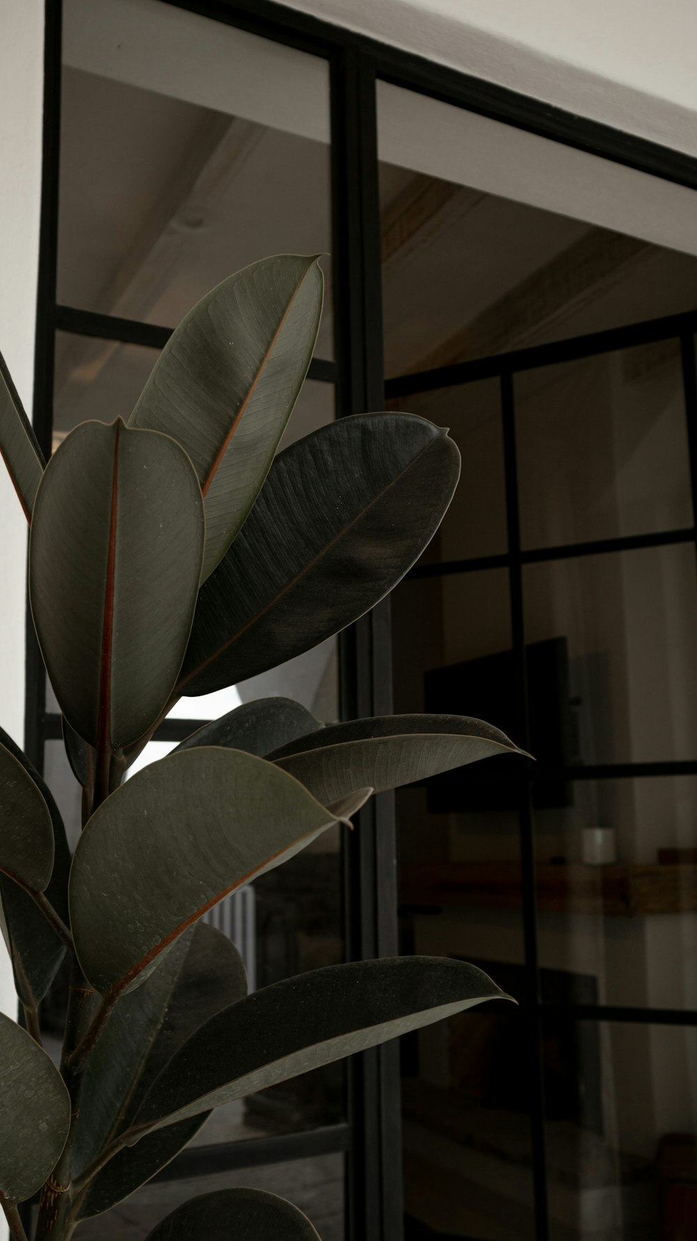 a close up of a plant near a window