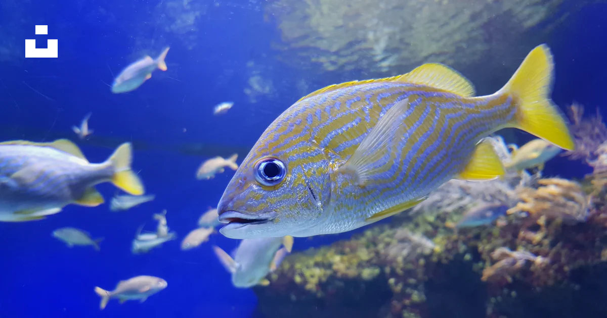 A large group of fish swimming in an aquarium photo – Free Fish Image ...
