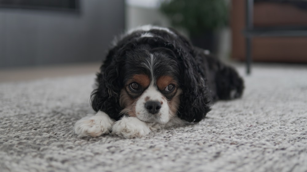 a small black and white dog laying on the floor