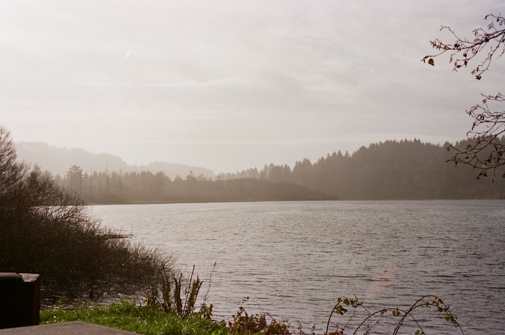 a body of water with trees in the background