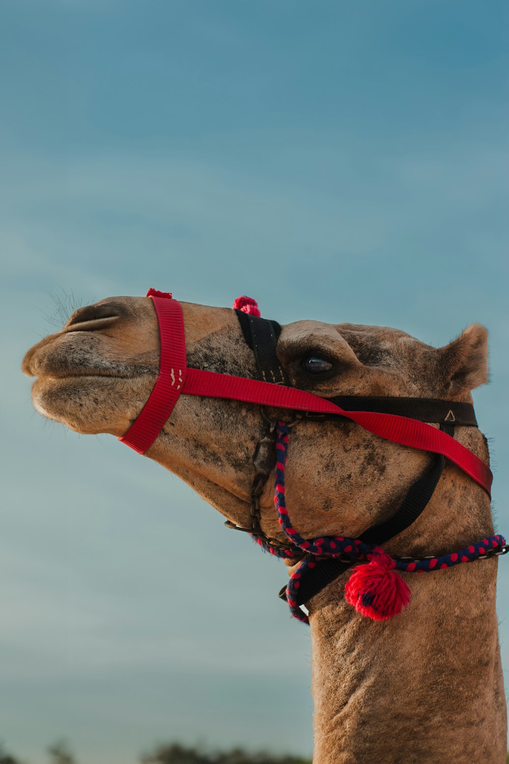 a close up of a camel wearing a harness
