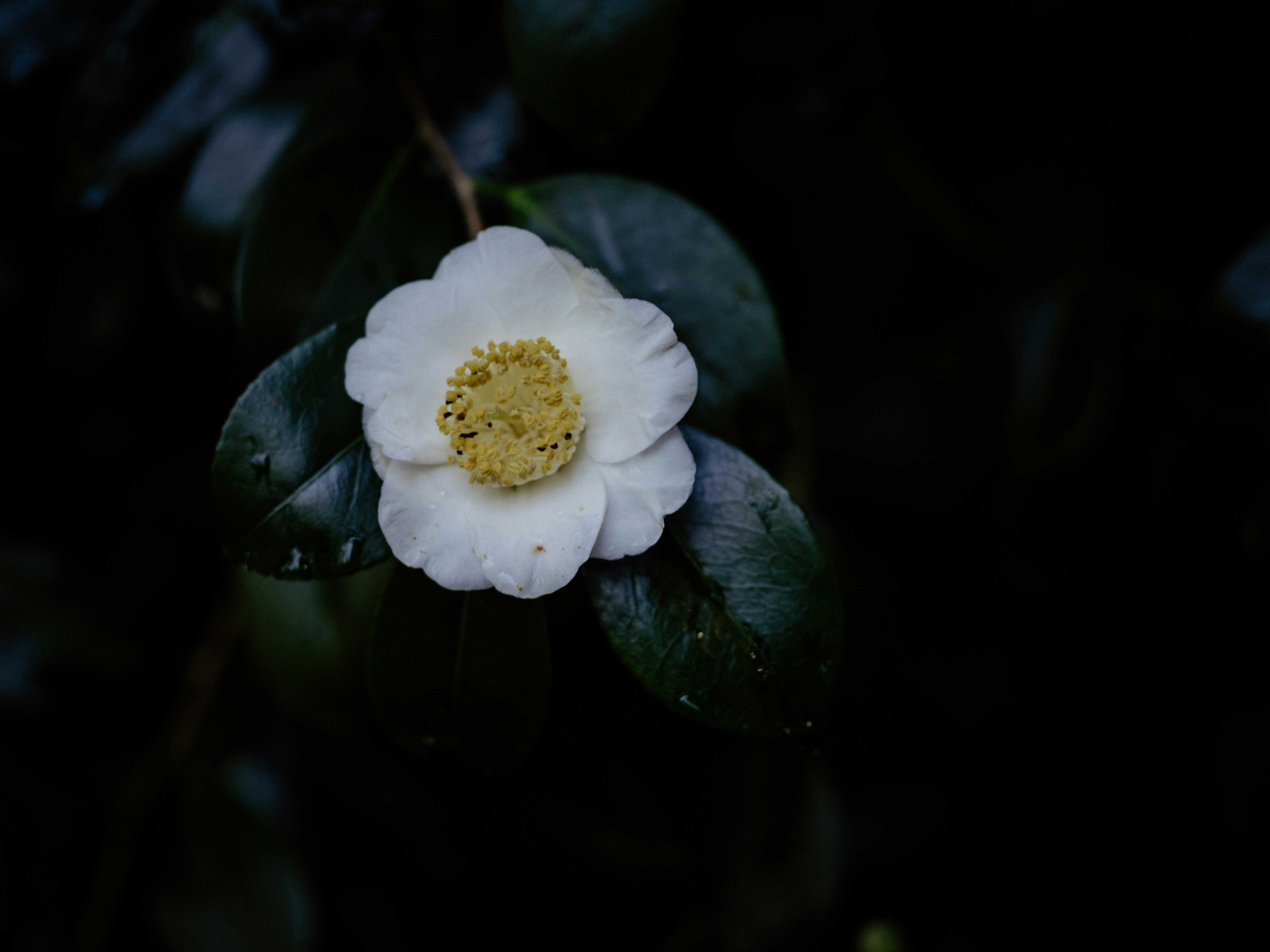 Photo by anniespratt