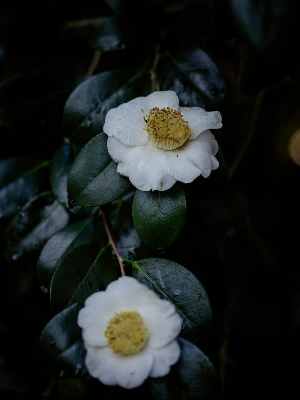 a couple of white flowers sitting on top of a tree