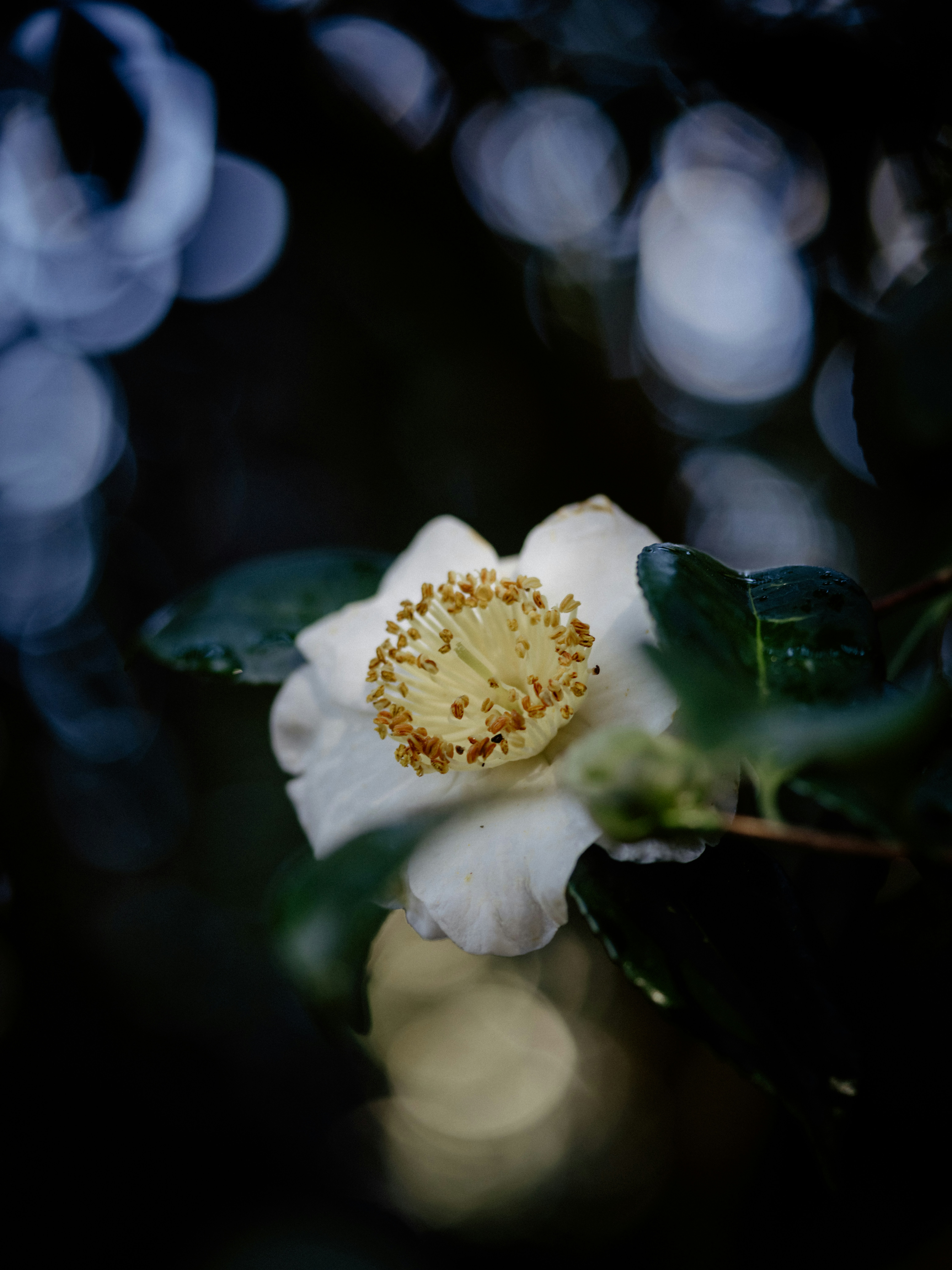 Photo by anniespratt