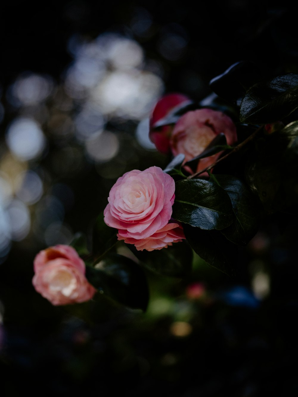 a close up of a bunch of pink flowers