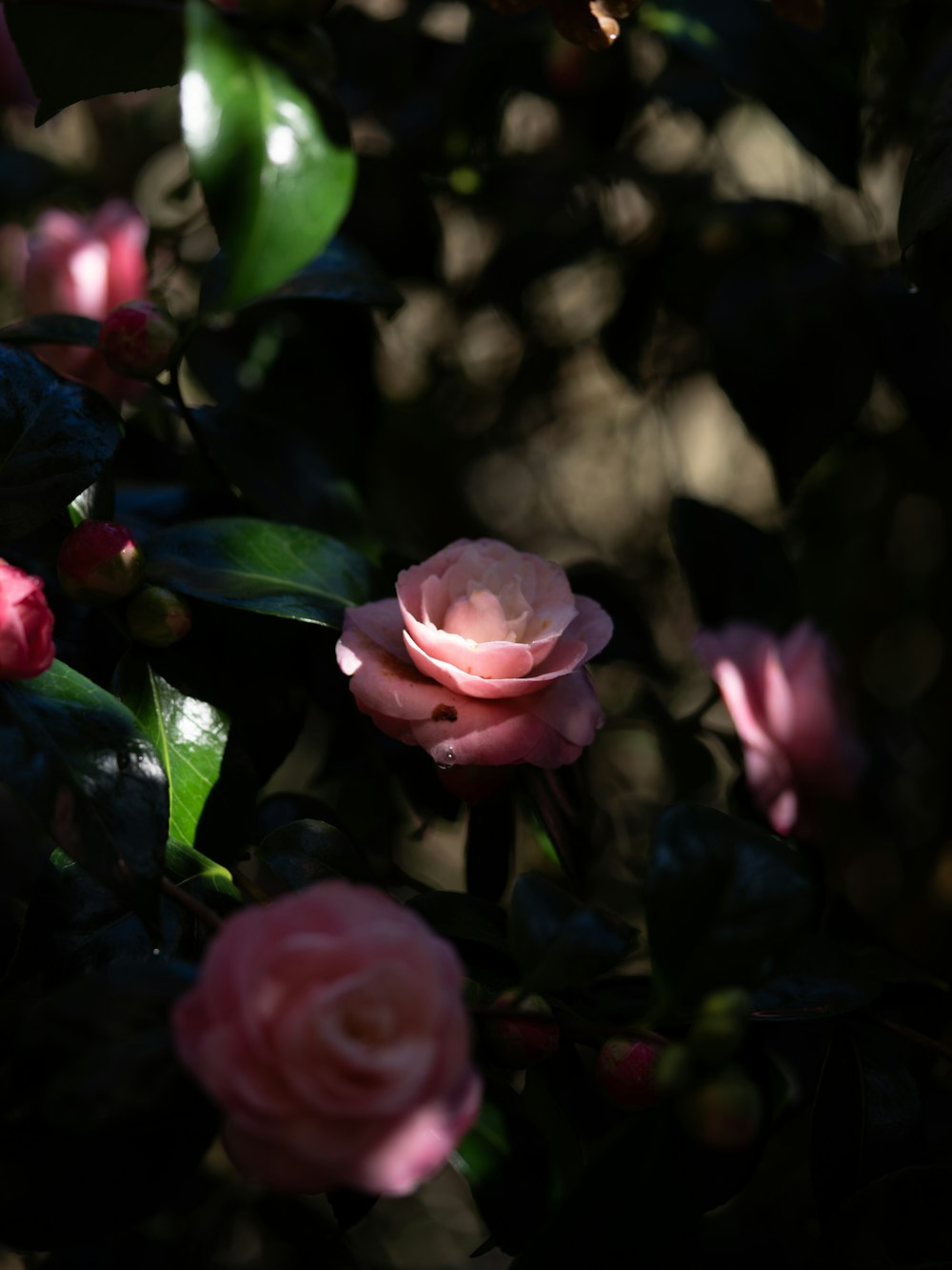 a close up of a pink flower on a bush