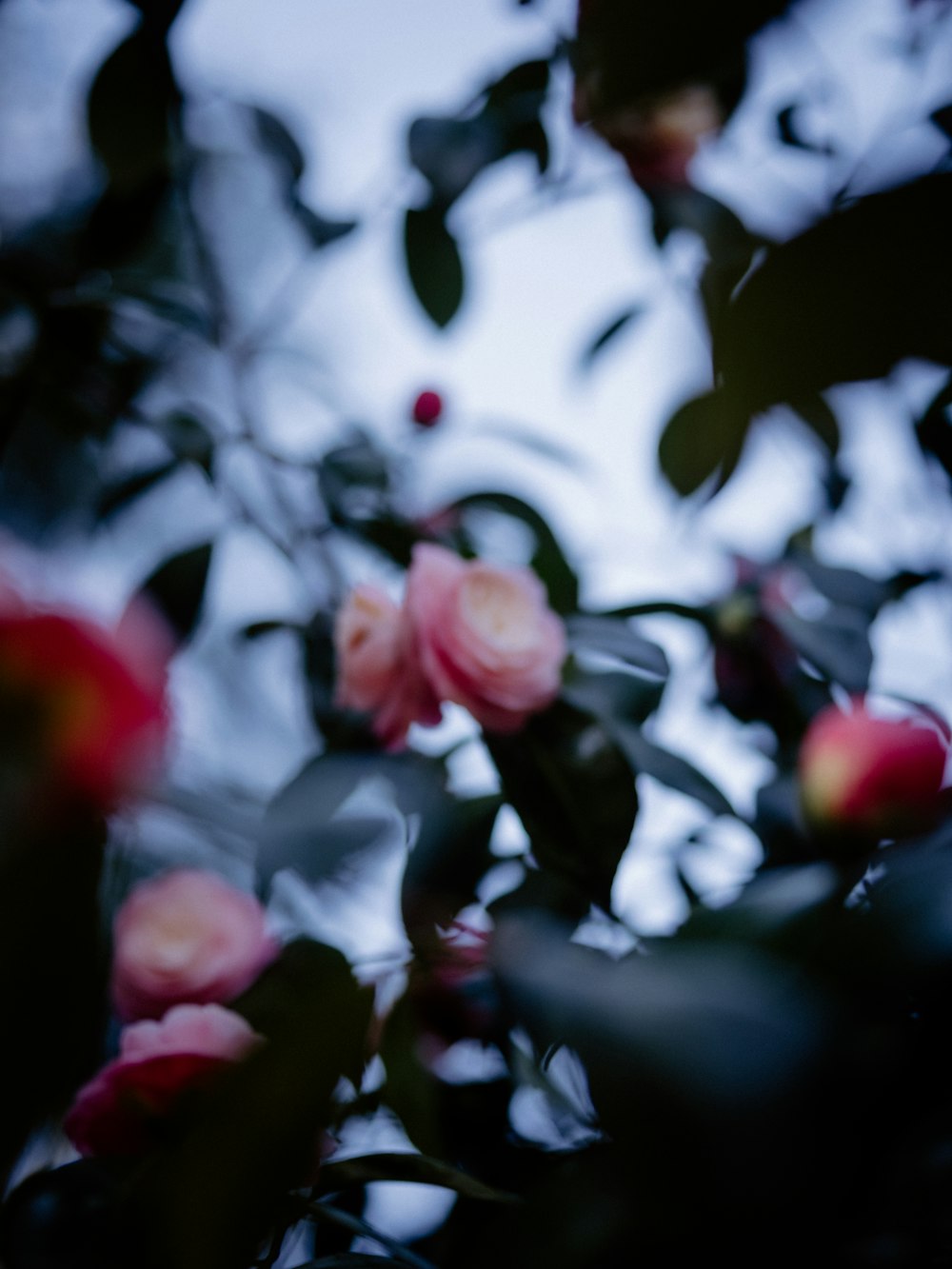 a bunch of flowers that are on a tree