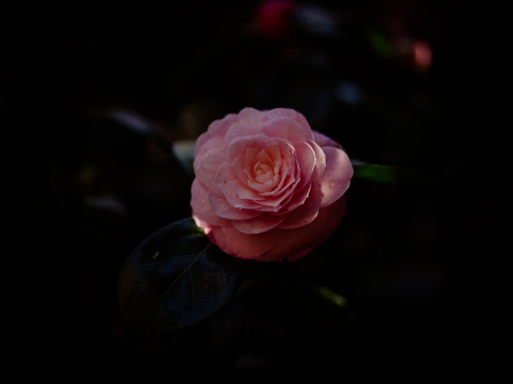 a single pink rose in the dark