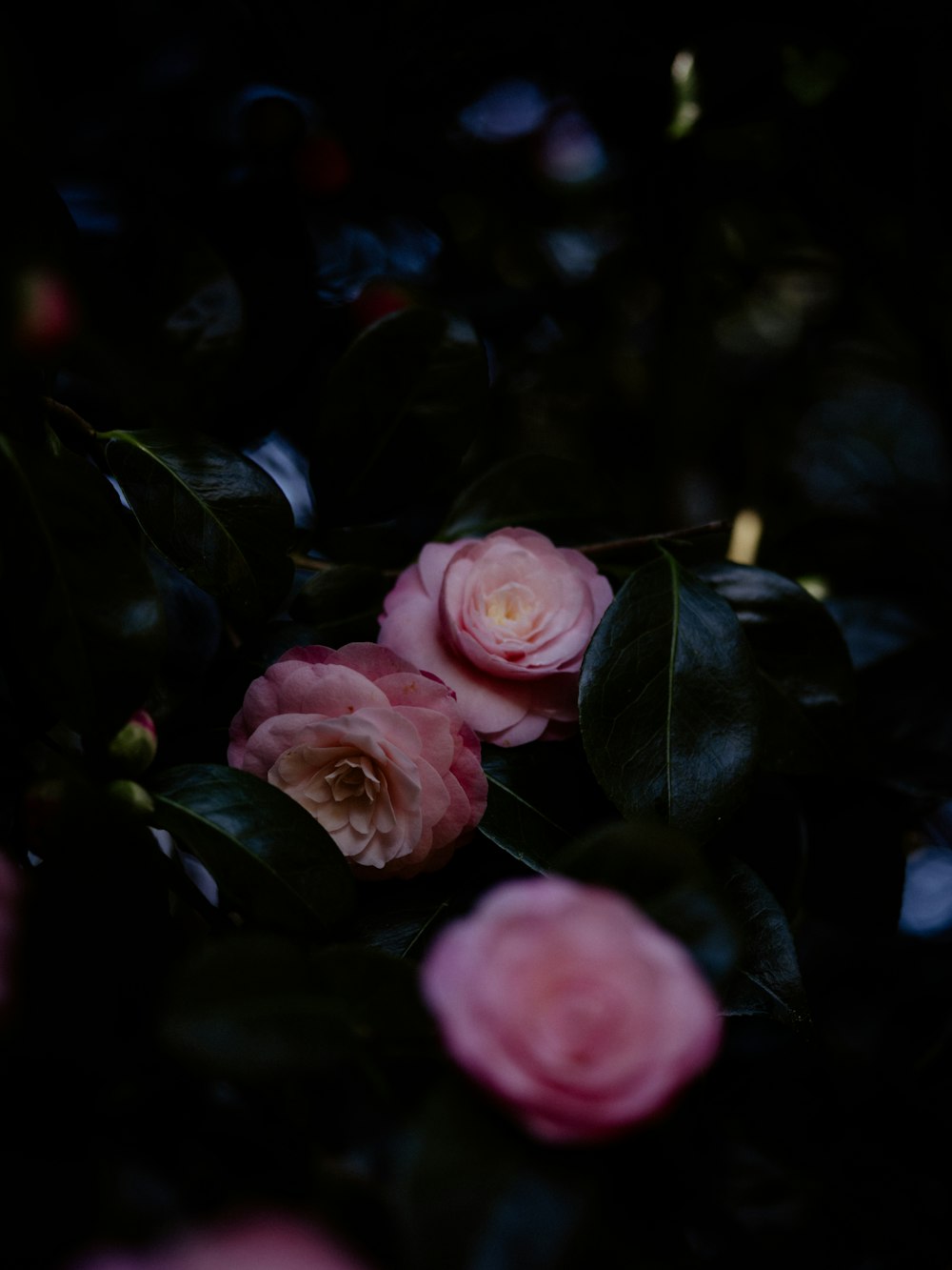 a bunch of pink roses with green leaves