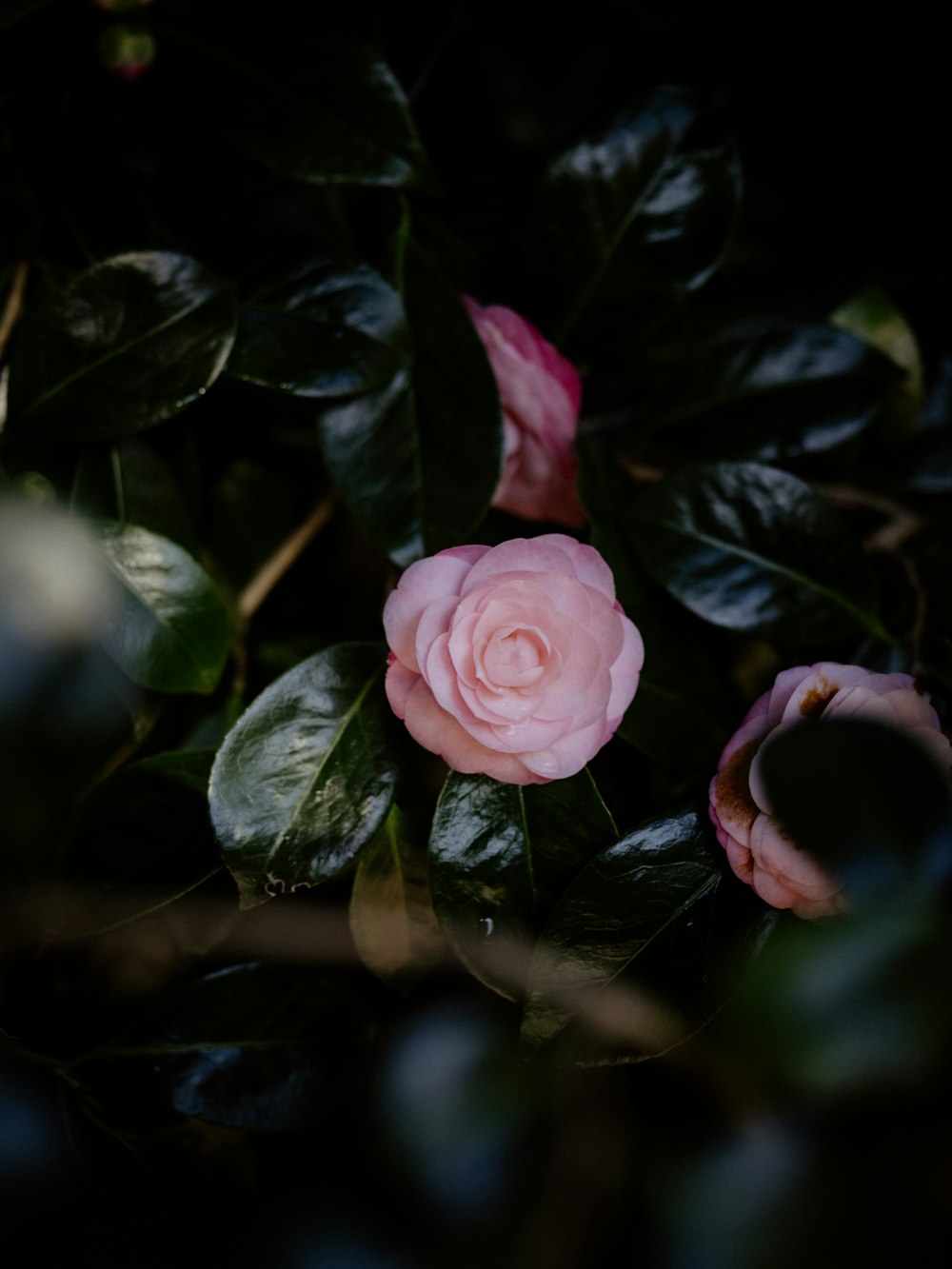 a close up of a pink rose on a bush