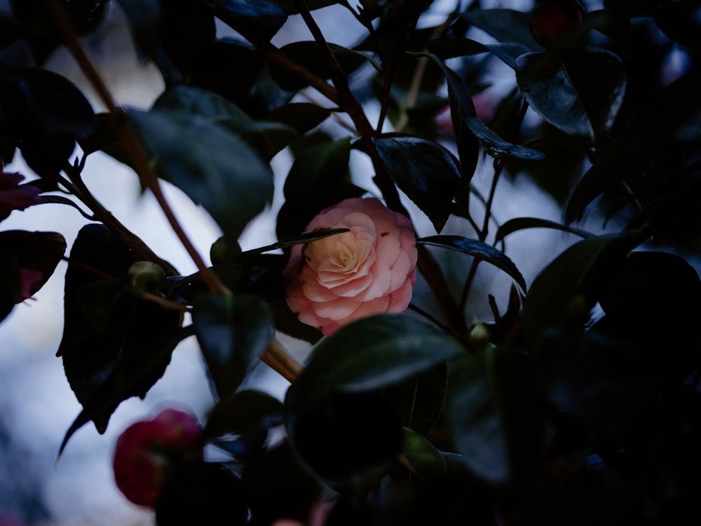 a pink rose is blooming on a tree branch