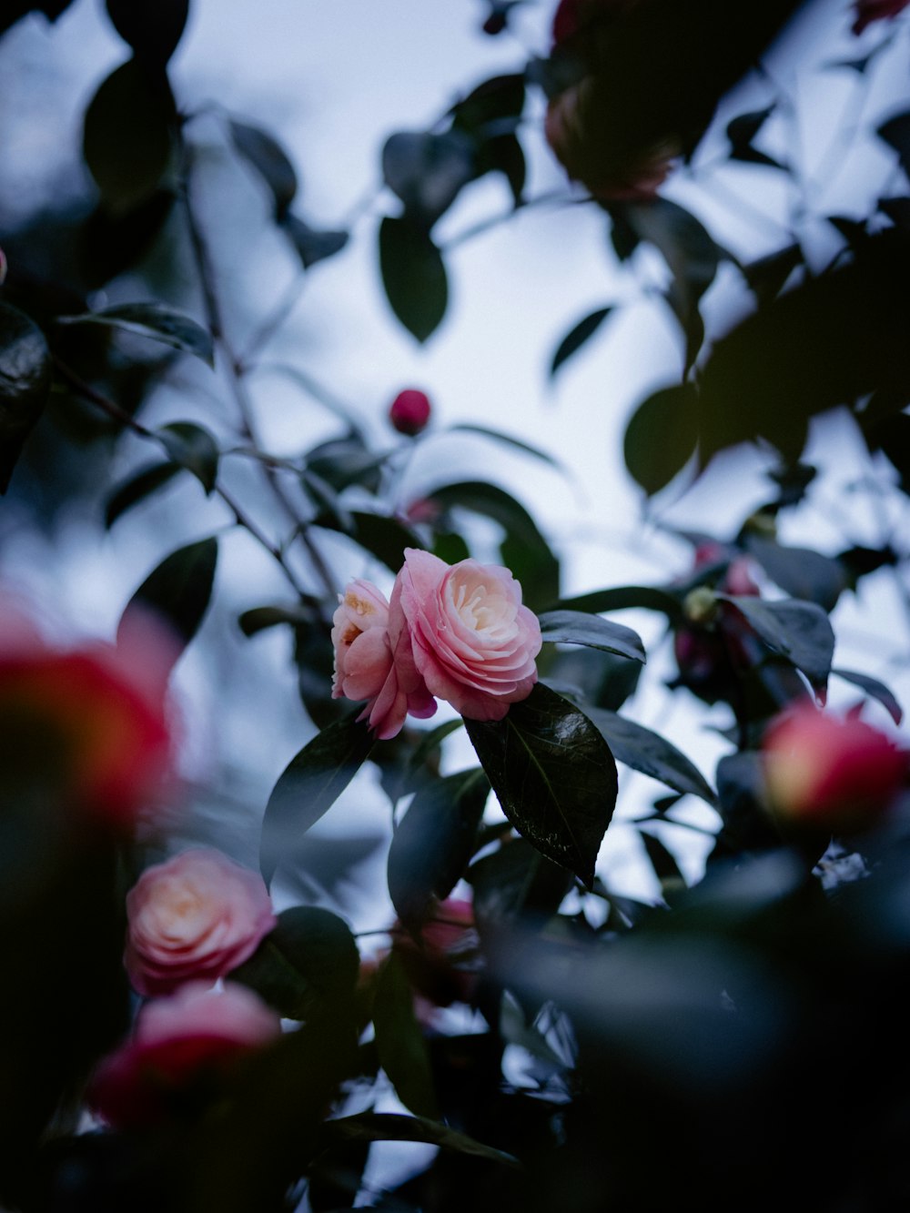 a close up of a pink flower on a tree