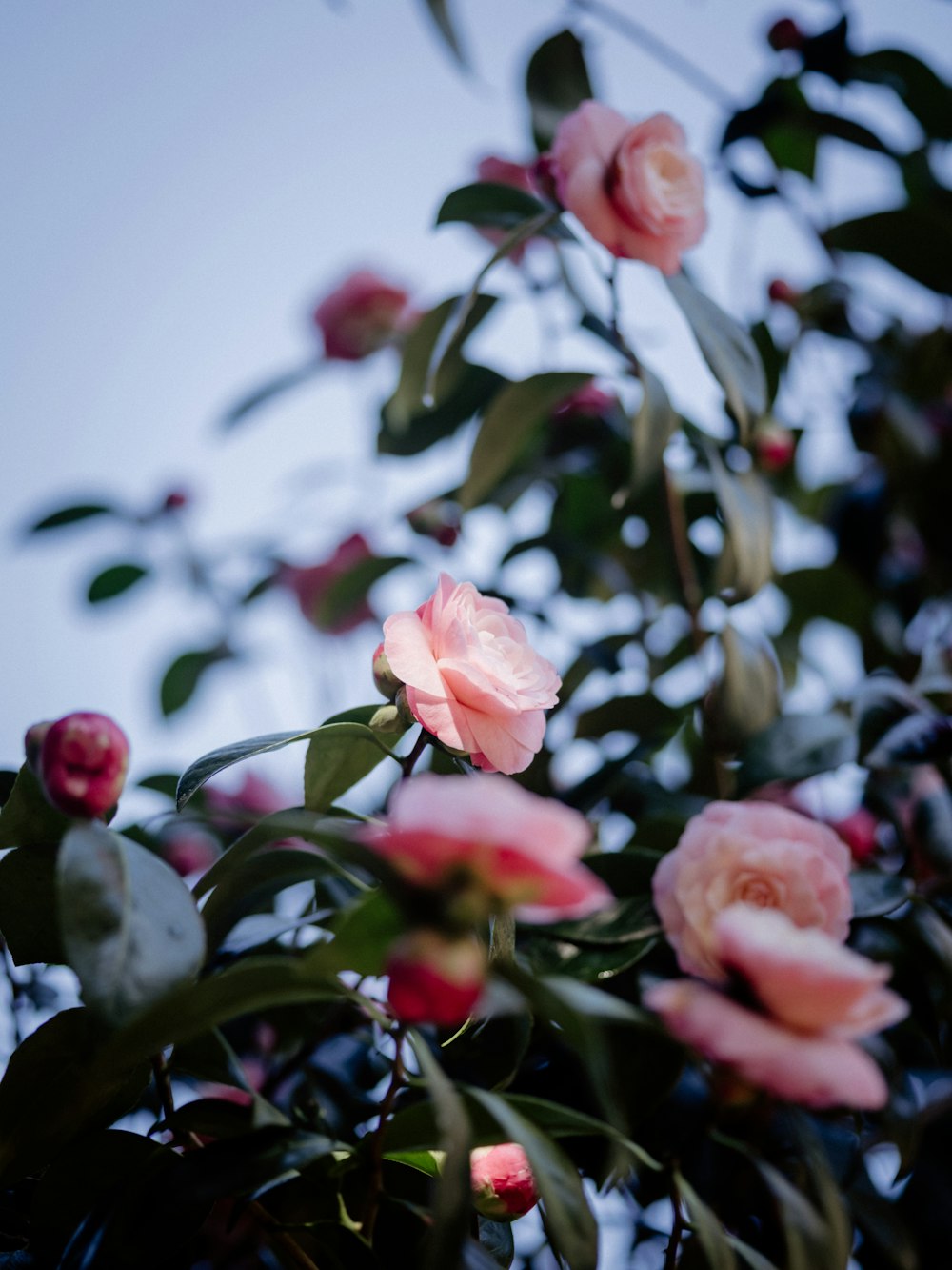 a bush of pink flowers with green leaves