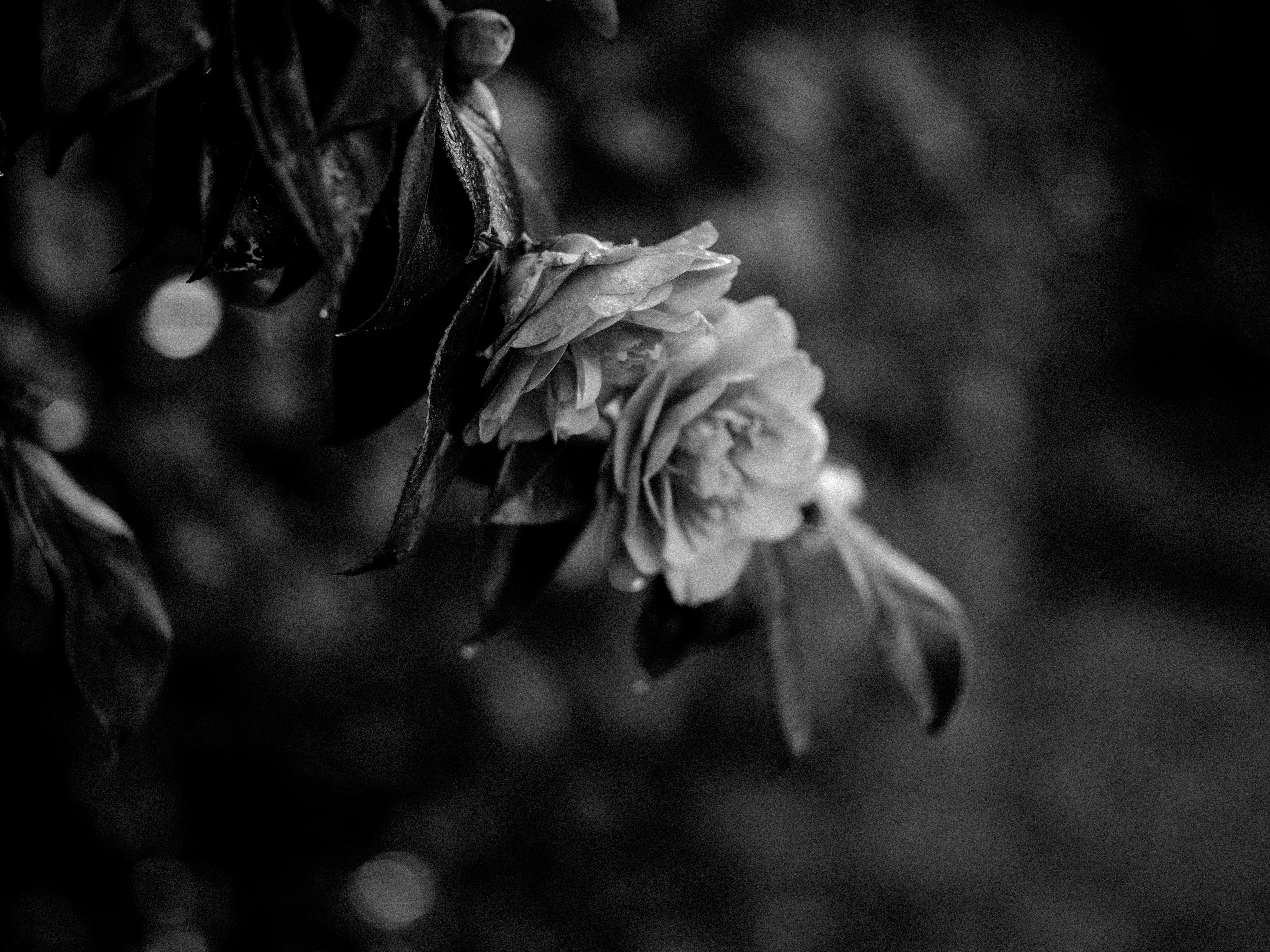 Photo by anniespratt