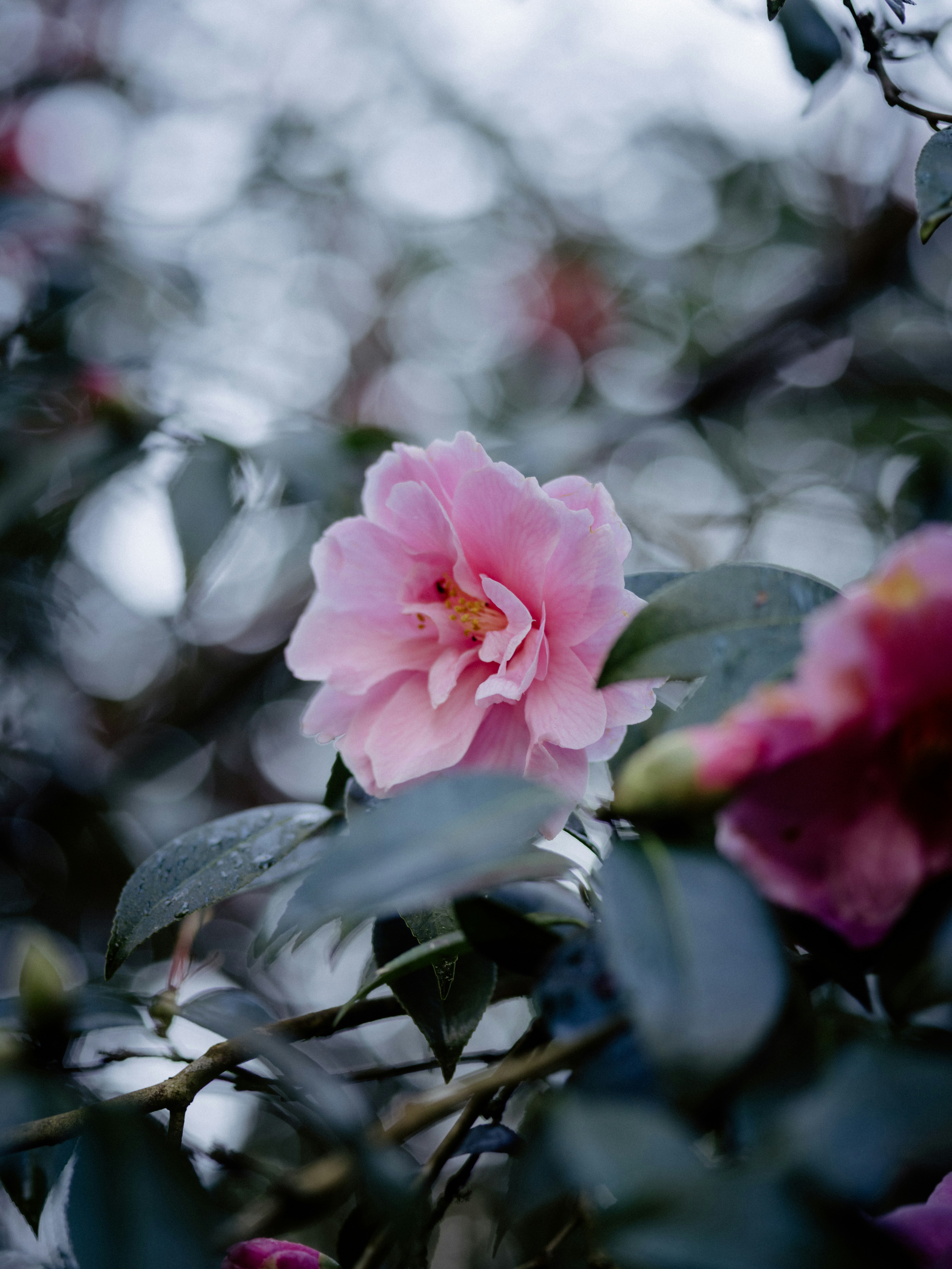 Photo by anniespratt