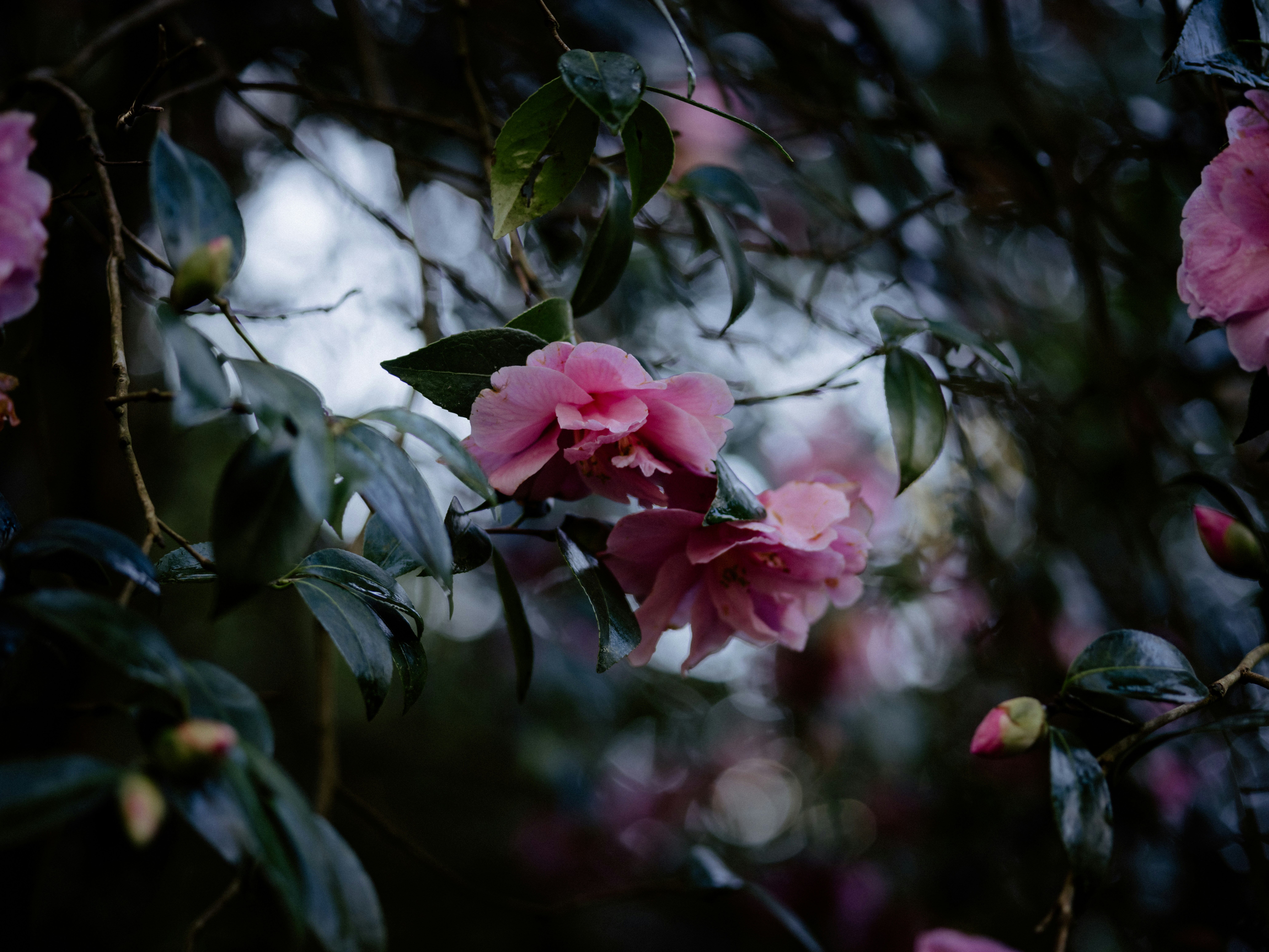 Photo by anniespratt