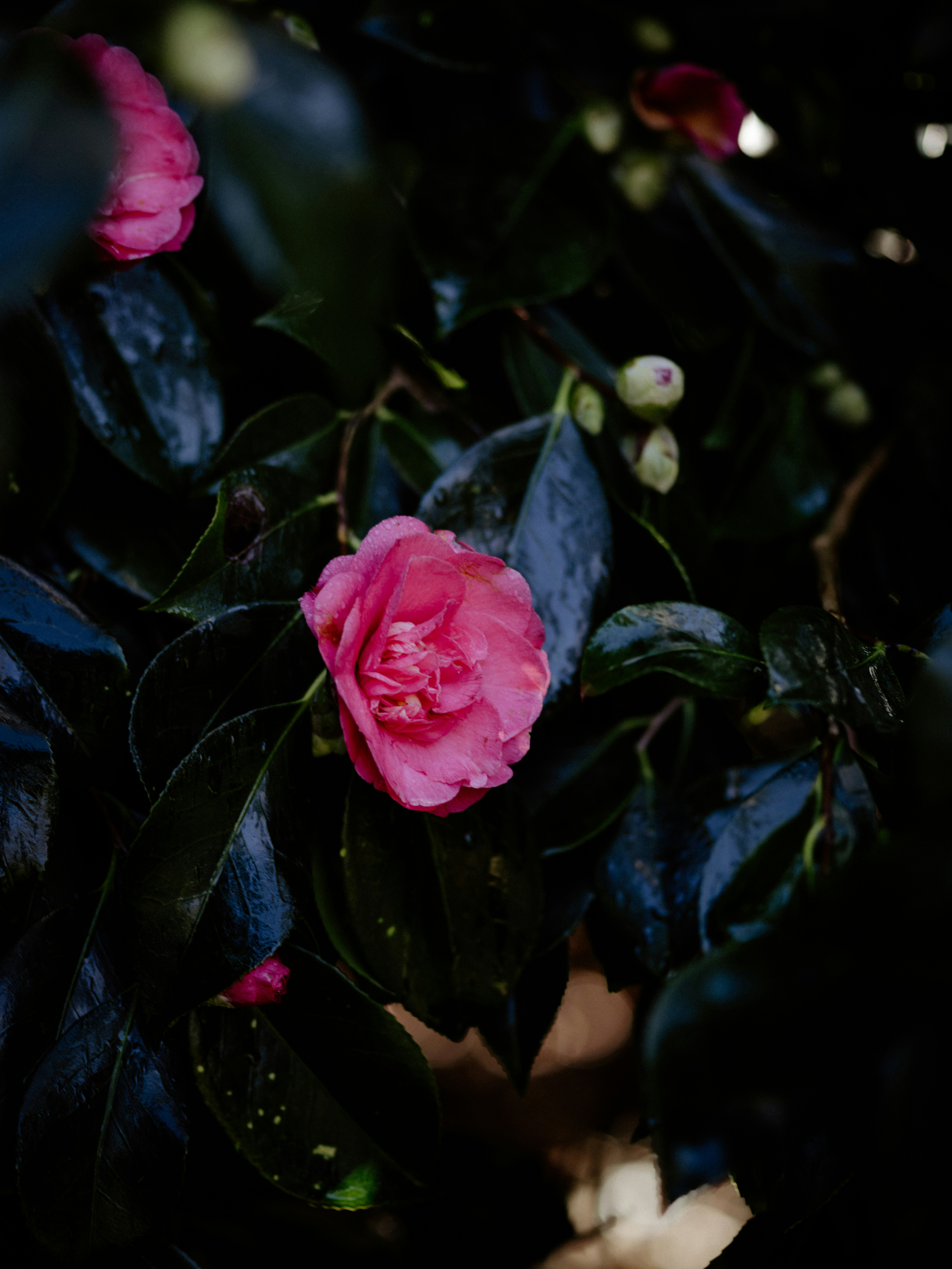 Photo by anniespratt